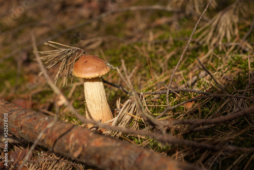 Aureoboletus projectellus mushroom grows in a coniferous forest. Small depth of field photo