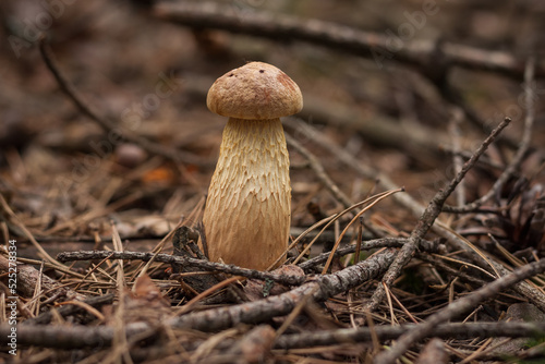 Aureoboletus projectellus mushroom grows in a coniferous forest. Small depth of field photo