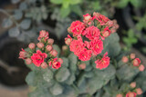 Red Kalanchoe flowers