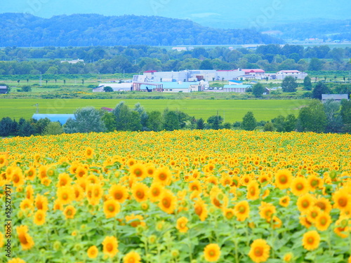 北海道の絶景 名寄サンピラーパークのひまわり畑