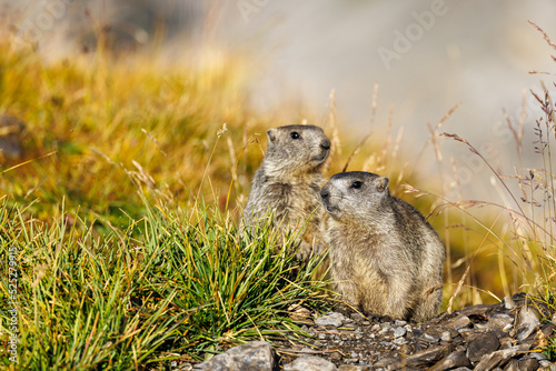 two young marmots in morning light at Gemmi Pass in Valais