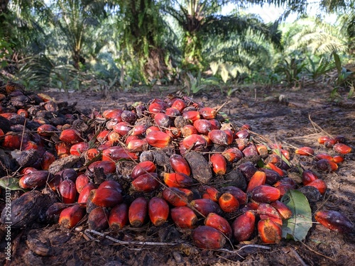 oil palm fruit is too ripe to become brondolan photo