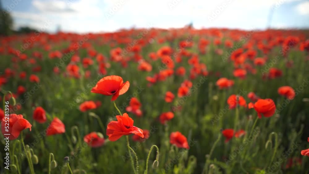 Poppy field flowers field with some light wind captured in slow motion.