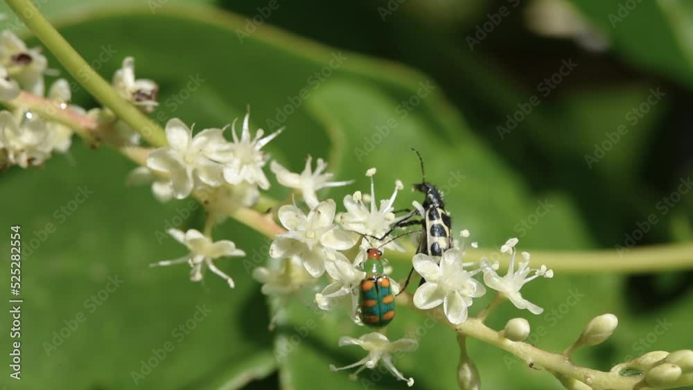 The angora beetle (Astylus variegatus) and the grain pin (Diabrotica speciosa) are insects that pollinate flowers as adults. The angora beetle (Astylus variegatus) and the grain pin (Diabrotica speciosa) are insects that pollinate flowers as adults.