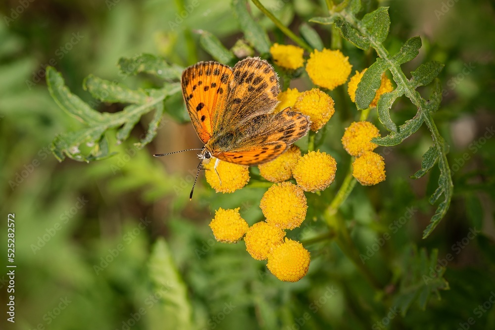Top view of the scarce copper, an orange and brown female butterfly, sitting on a wild yellow tansy flower growing in a forest. Blurry green background.