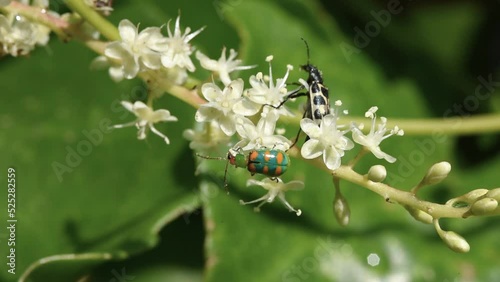 Grub Pin (Diabrotica speciosa) and Angora beetle (Astylus variegatus) are insects that pollinate small flowers. photo