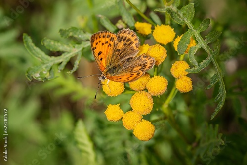 Obraz na płótnie Top view of the scarce copper, an orange and brown female butterfly, sitting on a wild yellow tansy flower growing in a forest. Blurry green background. w salonie
