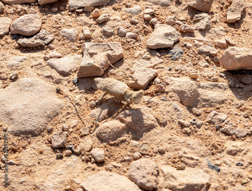 A desert  insect crawls in the midst of the majestic beauty of the endless stone Judean Desert in southern Israel