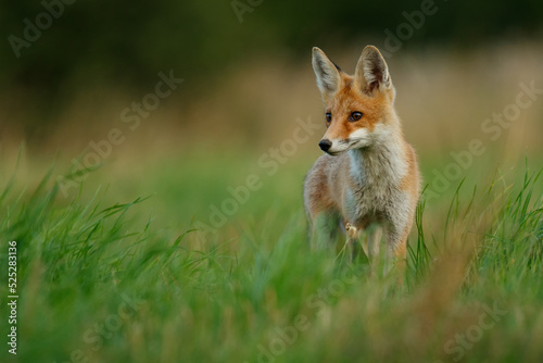 Portrait of red fox on mountain meadow facing the camera, Vulpes vulpes, Slovakia © Peter Binó