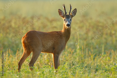 Portrait of roe deer buck. Roe deer buck during matting season. Wildlife. Capreolus capreolus, Slovakia
