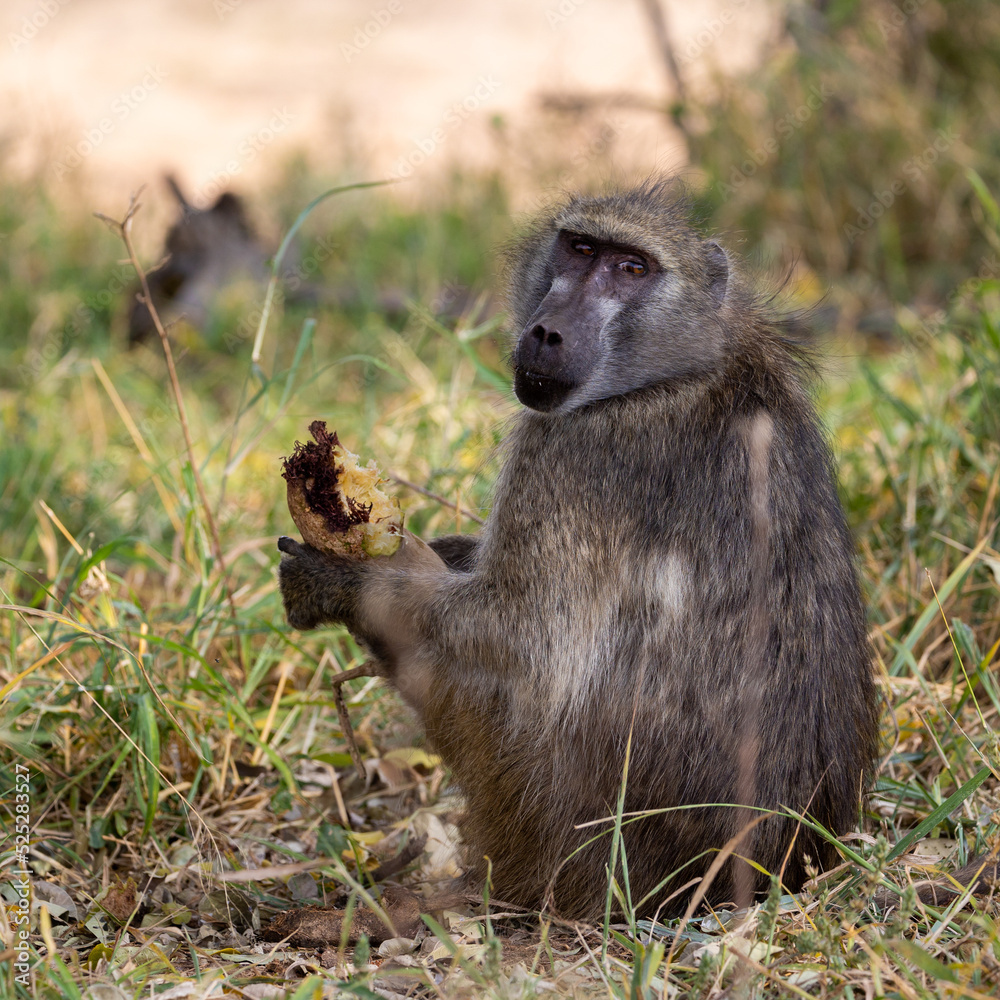 a chacma baboon feeding on a sausage tree fruit a chacma baboon feeding on a sausage tree fruit
