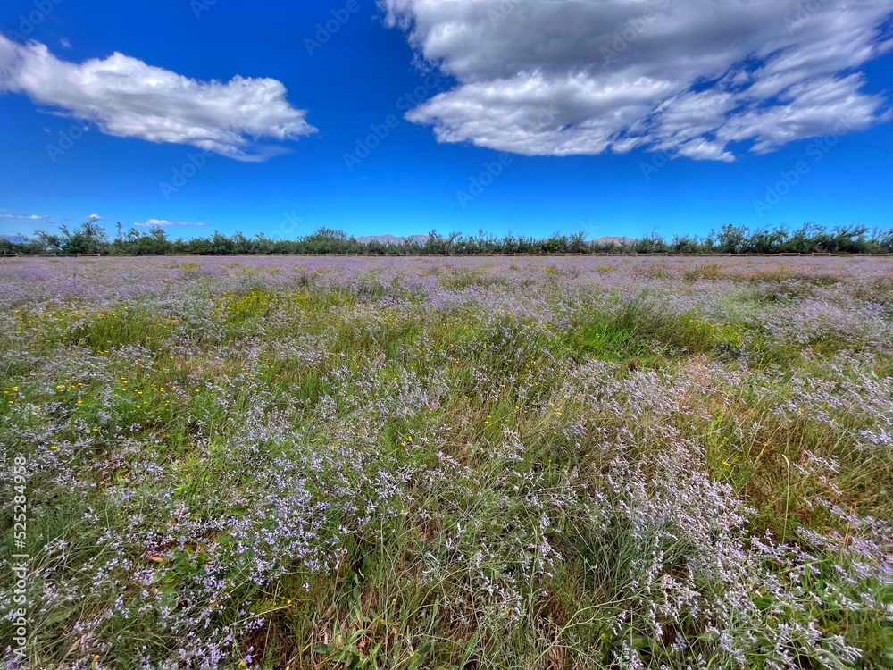 field of flowers
empuriabrava Aiguamolls catalunya Spain field of flowers
empuriabrava Aiguamolls catalunya Spain