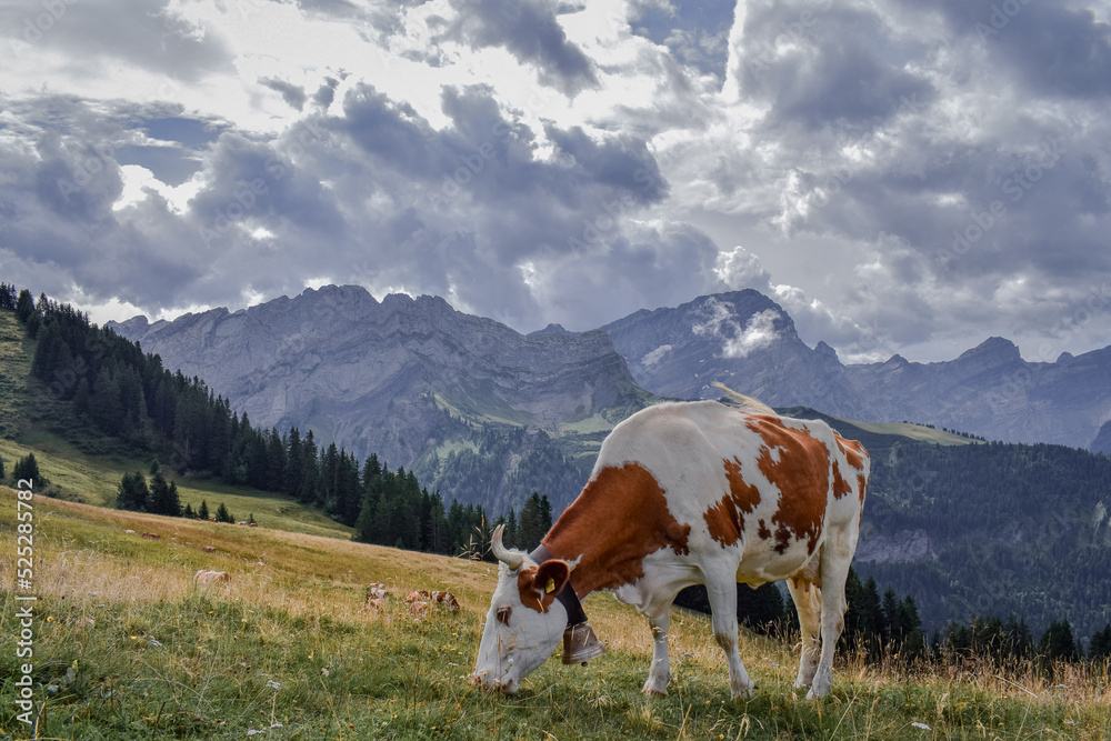 Cows grazing in the mountains of Switzerland