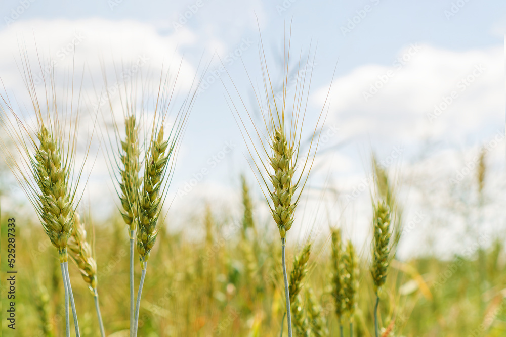 Fototapeta premium Nice golden agriculture landscape. Rural scene under sunlight. Touching grass walking through the field. Nature, agriculture, harvest concept. An ideal wallpaper, backplate with copy space