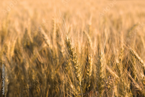 Beautiful agricultural field with ripening wheat  closeup