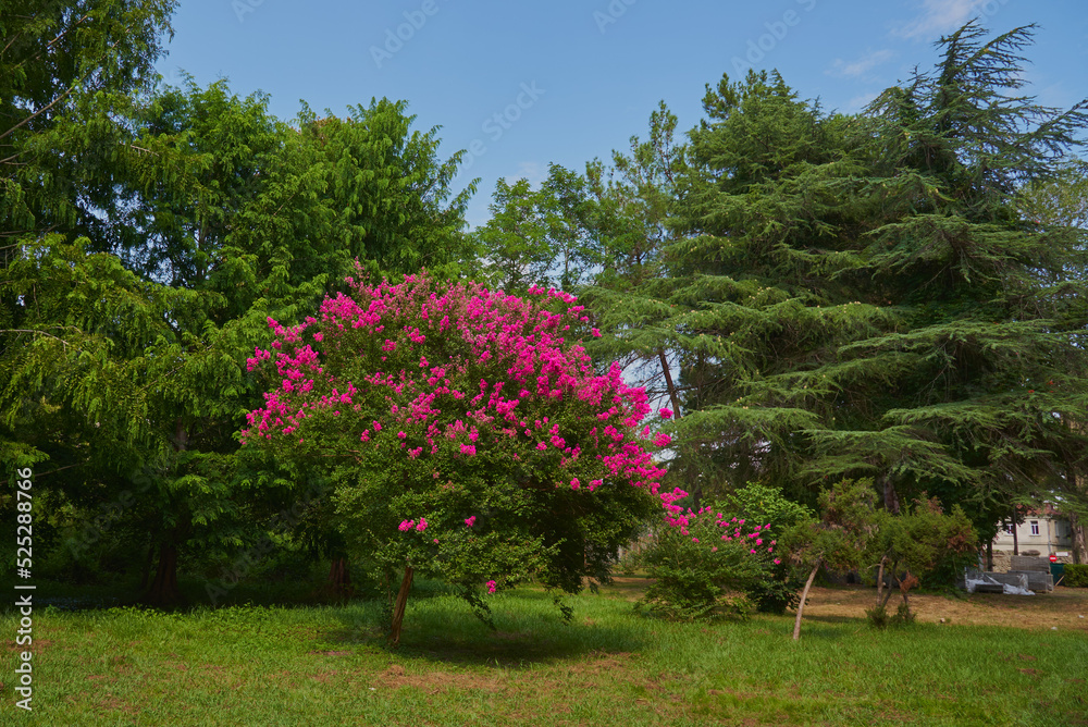 One brightly blooming tree against a background of green plants in a public park.