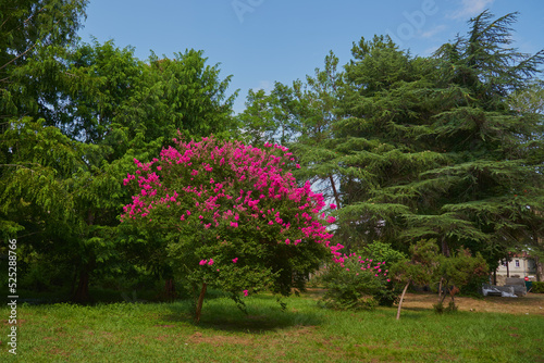 Fototapeta Naklejka Na Ścianę i Meble -  One brightly blooming tree against a background of green plants in a public park.