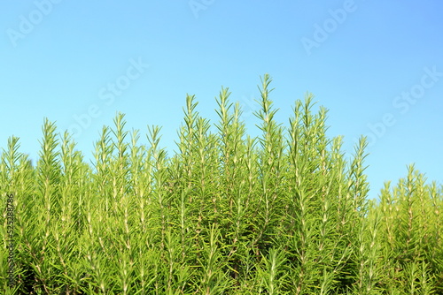Rosemary bunch in garden, aromatic fresh plant