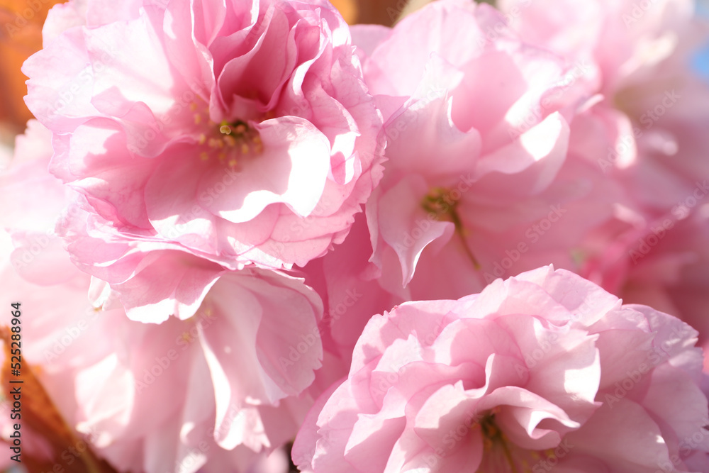 Obraz premium Closeup view of sakura tree with beautiful blossom outdoors. Japanese cherry