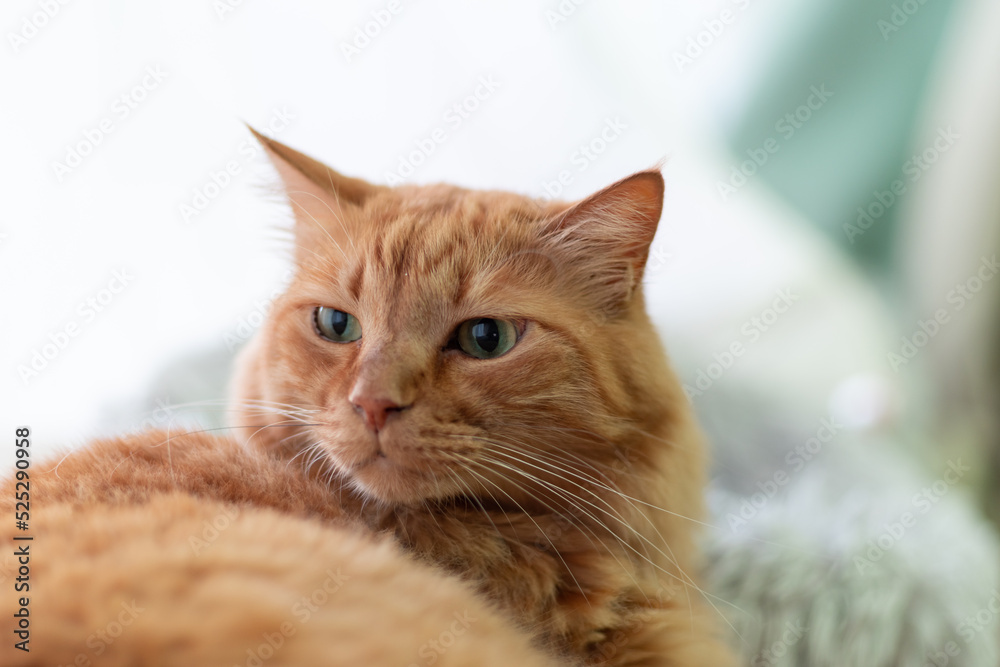見つめる猫 茶トラ猫 見つめる猫 茶トラ猫