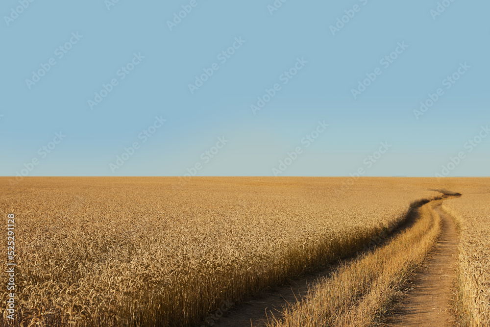 Beautiful view of agricultural field with ripening wheat crop under blue sky Beautiful view of agricultural field with ripening wheat crop under blue sky