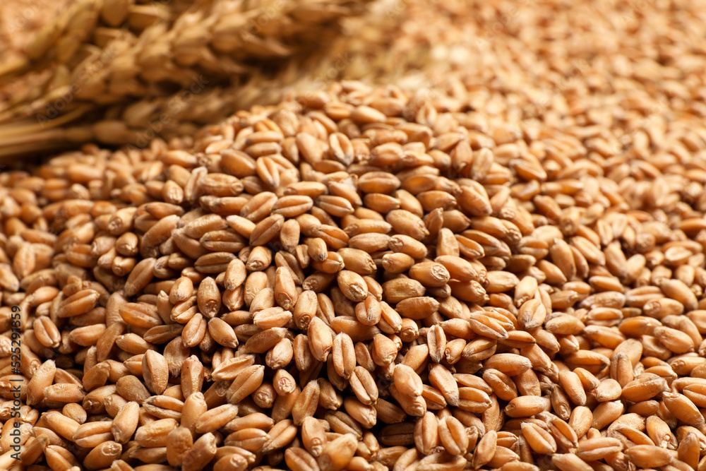 Heap of wheat grains as background, closeup view Heap of wheat grains as background, closeup view