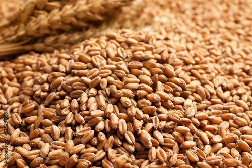 Heap of wheat grains as background, closeup view