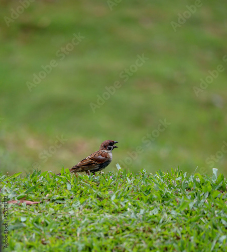 tree sparrow bird on green grass