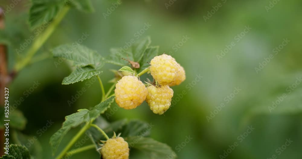 Gelbe Himbeersträucher mit Beeren flattern im Wind.