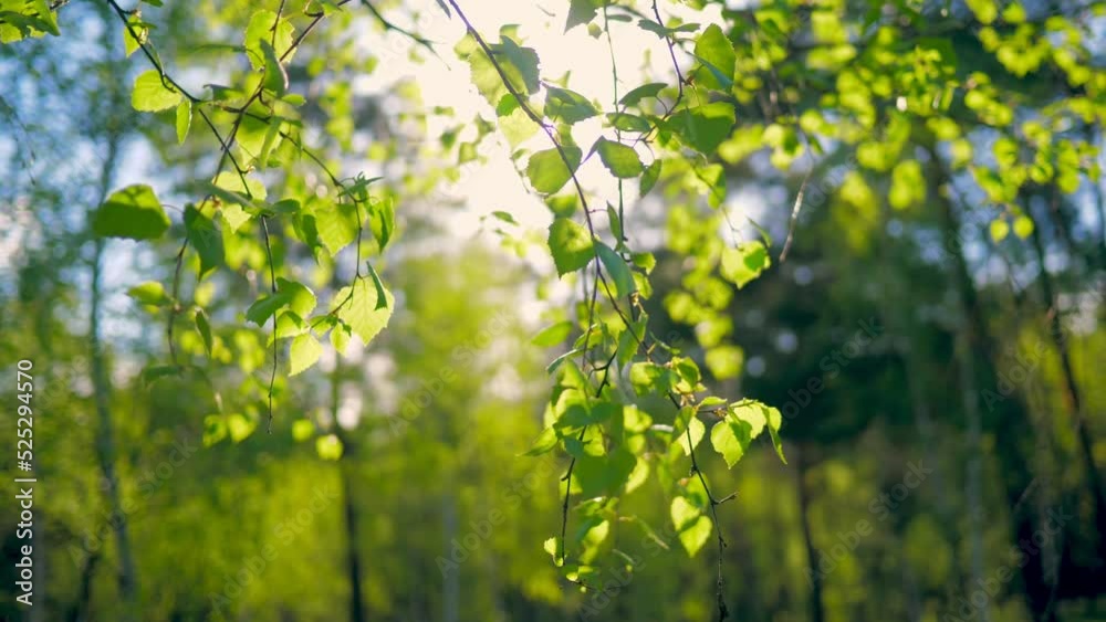 Green tree plant nature sun sky clouds grass beautiful view wind