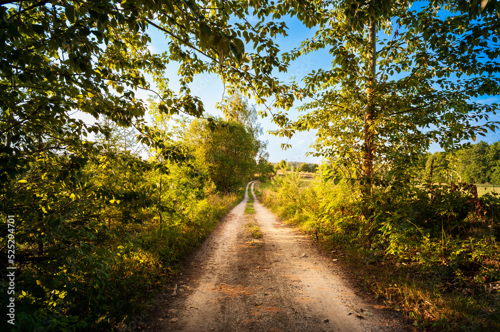 Field path among the trees Field path among the trees