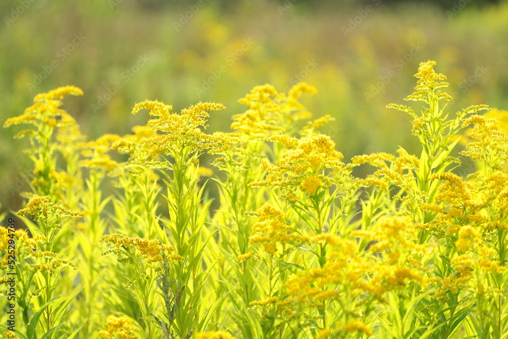 Obraz premium 黄色いセイタカアワダチソウ