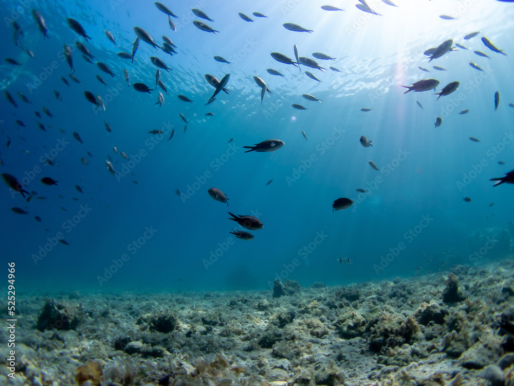 Naklejka premium Mediterranean fish in clear waters of Greece. Chromis chromis in Peloponnese coast. Sunlight through the water.