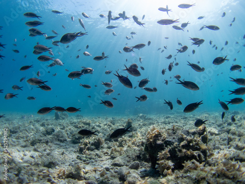 Mediterranean fish in clear waters of Greece. Chromis chromis in Peloponnese coast. Sunlight through the water.