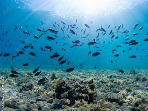 Mediterranean fish in clear waters of Greece. Chromis chromis in Peloponnese coast. Sunlight through the water.