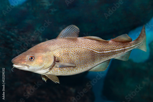 Gadus morhua, Atlantic Cod. Ocean deepwater fish.