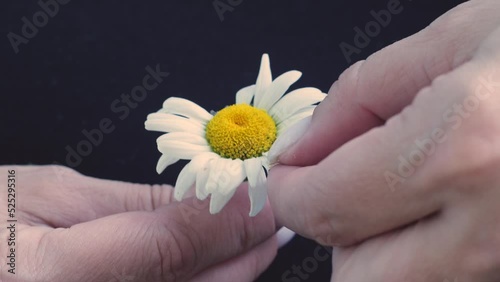 close-up of chamomile petals tears off female fingers fortune telling for happiness and love outside on a summer day.superstition and divination concept. photo
