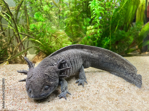 Ambystoma Mexicanum
Ambystoma Andersoni photo