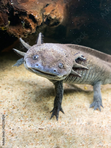 Ambystoma Mexicanum
Ambystoma Andersoni photo