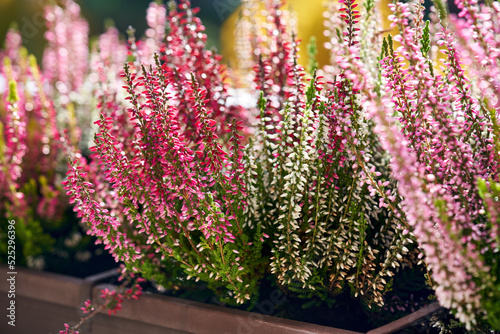 Blooming pik and white heather or Calluna vulgaris plant outdoors in autumn
