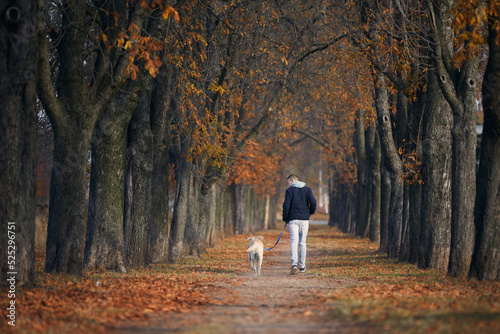 Rear view of man with dog. Pet owner walking with labrador retriever through chestnut alley during sunny autumn day..