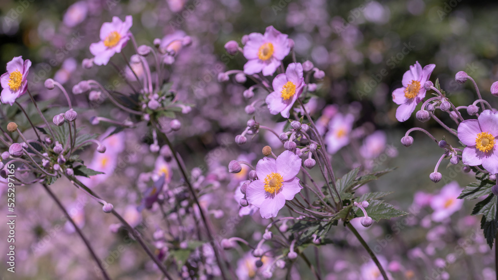 Pink japanese anemone,.beautiful floral background.