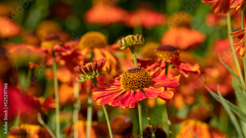 Helenium. Beautiful autumn orange flowers.