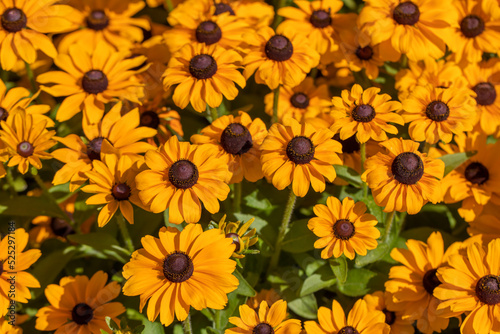 Beautiful autumn yellow flowers.