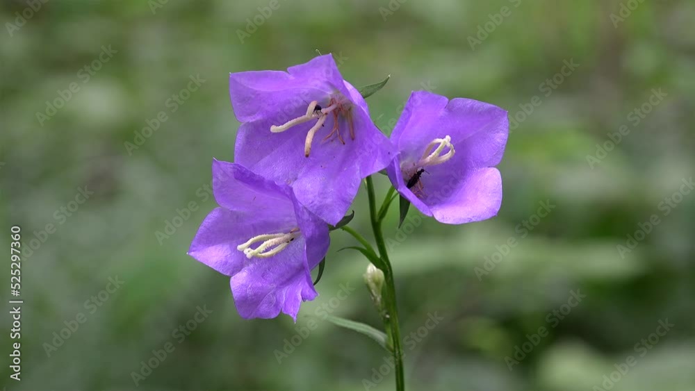 Violet flowers of the peach-leaved bellflower (Campanula persicifolia) Violet flowers of the peach-leaved bellflower (Campanula persicifolia)