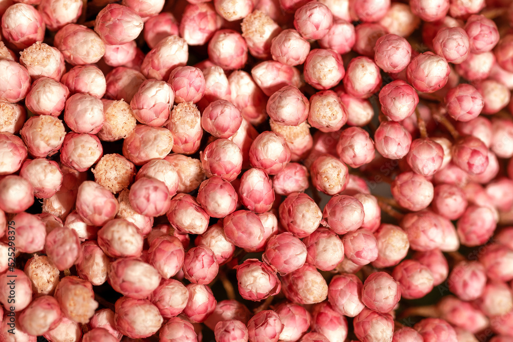 Many small pink flowers in macro. Soft focus. Beautiful background or backdrop for invitation cards. Wedding, romance and St. Valentines Day. Festive backplate with fresh blooming plants
