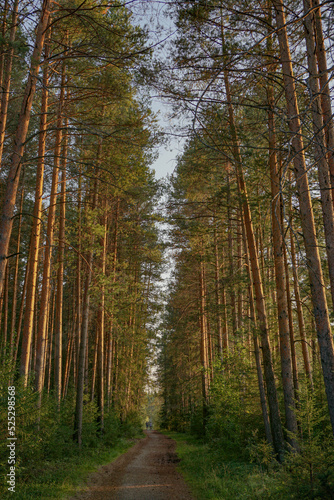 Fototapeta Naklejka Na Ścianę i Meble -  forest in the morning