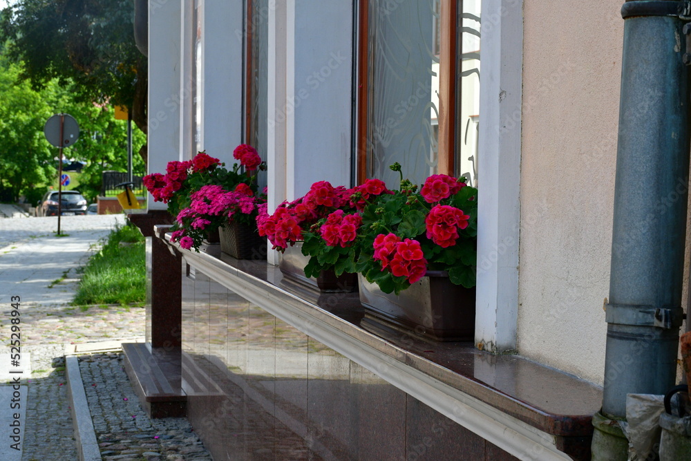 A view of a set of flowers growing in the pots standing on windowsills in the middle of a small Polish town next to a walkway and some public park seen on a warm summer day in Poland