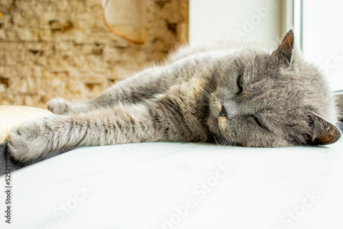  gray with green eyes old cat lies on the windowsill. looking at camera
