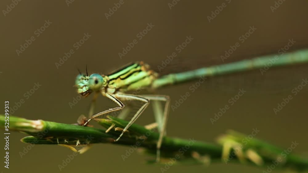 Dragonfly sits on blade of grass and eats Dragonfly sits on blade of grass and eats